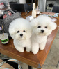 Photo №1. bichon à poil frisé - à vendre en ville de Paris | négocié | Annonce №76025