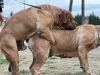 Photo №3. Chiots Boerboel Mastiff sud-africains. Serbie