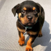 Photo №1. rottweiler - à vendre en ville de Helsinki | 450€ | Annonce №125682