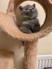 Photo №2 de l'annonce № 77790 de la vente british shorthair - acheter à Allemagne annonce privée, de la fourrière