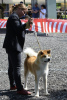Photo №1. akita (chien) - à vendre en ville de Валево | 2000€ | Annonce №106525
