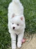 Photo №3. Nos 2 derniers mini pomskies aux yeux bleus. USA