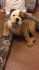 Photo №1. bulldog anglais - à vendre en ville de Copenhague | 380€ | Annonce №111572