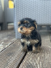 Photo №1. yorkshire terrier - à vendre en ville de Belgrade | négocié | Annonce №120405