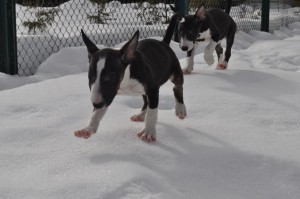 Photos supplémentaires: Chiots Bull Terrier miniatures