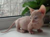 Photo №1. sphynx - à vendre en ville de Oslo | négocié | Annonce № 76909