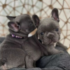 Photo №1. bouledogue - à vendre en ville de Штутгарт | 300€ | Annonce №125163