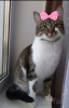 Photos supplémentaires: Le charmant chat gris Tigrusha est à la recherche d'un foyer et d'une famille