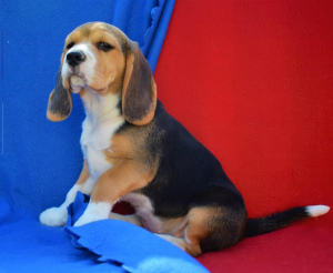 Photos supplémentaires: Les chiots Beagle sont offerts à votre attention. La date de naissance est le 11