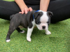 Photos supplémentaires: Adorables chiots Boston Terrier en adoption gratuite