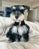 Photo №4. Je vais vendre schnauzer miniature en ville de Winterthour. éleveur - prix - 500€