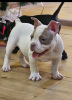 Photo №4. Je vais vendre american bully en ville de Belgrade.  - prix - négocié