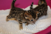 Photo №3. 2 adorables chatons Bengal à adopter maintenant. Pologne