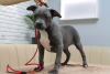 Photo №1. american staffordshire terrier - à vendre en ville de Chisinau | 600€ | Annonce №43376