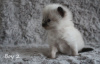 Photo №1. ragdoll - à vendre en ville de Uppsala | 400€ | Annonce № 97547