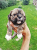 Photo №2 de l'annonce № 71252 de la vente shih tzu - acheter à La Lettonie annonce privée, de la fourrière, éleveur