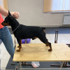 Photo №3. Zwergpinscher mâle intitulé en Fédération de Russie. Annonce № 8234