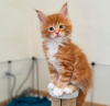 Photo №4. Je vais vendre maine coon en ville de Engelberg. annonce privée - prix - 400€