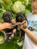 Photos supplémentaires: Beaux chiots GSD d'Europe à vendre