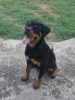 Photo №3. Chiot Rottweiler. Serbie