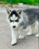 Photo №1. husky de sibérie - à vendre en ville de Paris | négocié | Annonce №62775