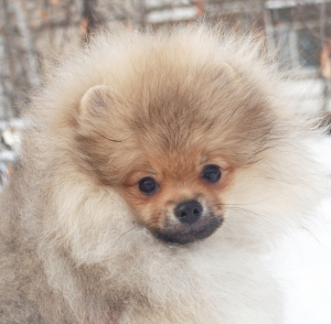 Photos supplémentaires: Tricoter jeune mâle Spitz Pomeranian