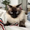 Photo №4. Je vais vendre ragdoll en ville de Гамбург. annonce privée - prix - 400€