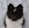 Photo №4. Je vais vendre shetland (chien) en ville de Berlin. annonce privée, de la fourrière, de l'abri - prix - 400€