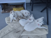 Photo №3. Chiots Berger Blanc Suisse à vendre. Pologne