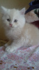 Photos supplémentaires: chatons persans à vendre