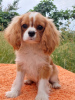 Photo №1. cavalier king charles spaniel - à vendre en ville de Berlin | 946€ | Annonce №105945