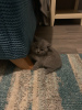 Photo №3. Chatons British Shorthair testés disponibles maintenant pour les nouveaux foyers. Allemagne