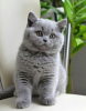 Photo №2 de l'annonce № 120693 de la vente british shorthair - acheter à Belgique annonce privée, éleveur