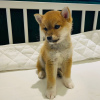 Photo №1. shiba - à vendre en ville de Debrecen | Gratuit | Annonce №83831