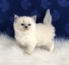 Photo №3. Ragdoll-Kätzchen pour l'adoption. Allemagne