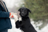 Photo №2 de l'annonce № 33352 de la vente chien bâtard - acheter à Fédération de Russie annonce privée