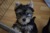 Photo №1. yorkshire terrier - à vendre en ville de Анталья | négocié | Annonce №37622