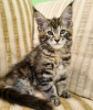 Photo №1. maine coon - à vendre en ville de New York Mills | 331€ | Annonce № 104307