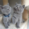 Photo №1. british shorthair - à vendre en ville de Кеми | 400€ | Annonce № 84178