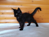 Photos supplémentaires: Black Maine Coon, un magnifique chaton avec une personnalité intéressante