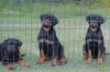 Photos supplémentaires: Chiots Rottweiler