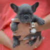 Photo №1. bouledogue - à vendre en ville de Brno | négocié | Annonce №92924