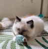 Photo №1. ragdoll - à vendre en ville de Варена | négocié | Annonce № 53575