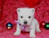 Photo №1. west highland white terrier - à vendre en ville de Prague | Gratuit | Annonce №124130