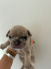 Photo №4. Je vais vendre bouledogue en ville de Cape May. annonce privée - prix - 426€