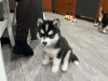 Photo №1. husky de sibérie - à vendre en ville de Linz | Gratuit | Annonce №92999