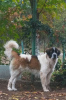 Photo №1. chien de garde de moscou - à vendre en ville de Odessa | négocié | Annonce №11201