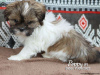 Photo №1. shih tzu - à vendre en ville de Штутгарт | négocié | Annonce №44777