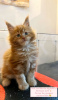 Photo №4. Je vais vendre maine coon en ville de Berlin. éleveur - prix - 300€