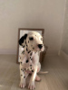 Photo №4. Je vais vendre dalmatien en ville de Berlin. de la fourrière, éleveur - prix - 385€